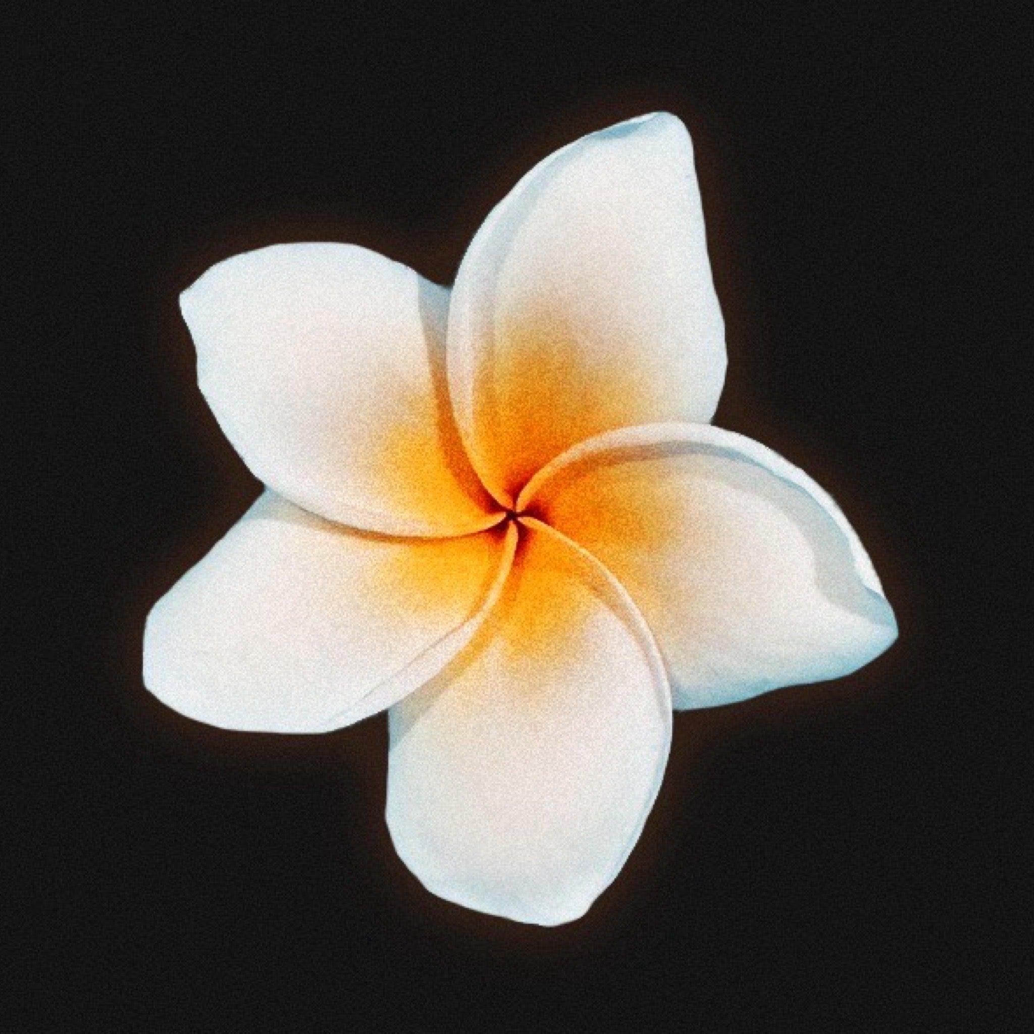 Plumeria